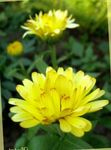 fotografie Záhradné kvety Nechtík Lekársky (Calendula officinalis), žltá