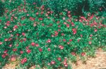 foto Tuin Bloemen Mexicaanse Winecups, Papaver Kaasjeskruid (Callirhoe involucrata), rood