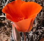 Foto Dārza Ziedi Sego Lilija, Tolmie Zvaigzne Tulpe, Matains Pussy Ausis (Calochortus), sarkans