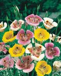 fotografie Zahradní květiny Sego Lilie, Tolmie Hvězda Tulipán, Chlupaté Kočička Uši (Calochortus), bílá