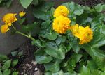 fotografie Záhradné kvety Záružlie (Caltha palustris), žltá