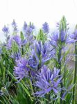 Bilde Hage blomster Camassia , lyse blå