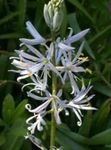 Photo les fleurs du jardin Camassia , blanc
