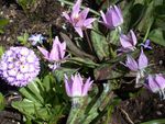 სურათი ბაღის ყვავილები Fawn ლილი (Erythronium), იასამნისფერი