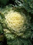 Фото Садові Квіти Капуста Декоративна (Brassica oleracea), жовтий
