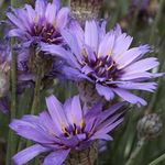 фотографија Баштенске Цветови Љубав Биљка, Купидова Дарт (Catananche), лила
