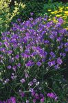 zdjęcie Ogrodowe Kwiaty Katananhe (Catananche), purpurowy