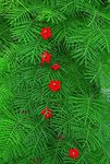 Foto Gartenblumen Kardinal Bergsteiger, Zypresse-Rebe, Indisches Rosa (Ipomoea quamoclit), rot