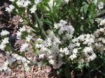 zdjęcie Ogrodowe Kwiaty Kermek (Limonium) Statice , biały