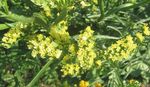 fotografie Záhradné kvety Carolina More Levandule (Limonium), žltá
