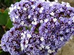 Fil Trädgårdsblommor Carolina Hav Lavendel (Limonium), ljusblå