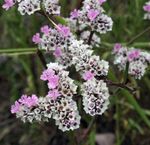 照 园林花卉 卡罗来纳州海薰衣草 (Limonium), 粉红色