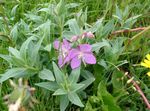 სურათი ბაღის ყვავილები Rosebay Willowherb (Epilobium), ვარდისფერი