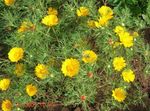 fotografie Záhradné kvety Cladanthus , žltá