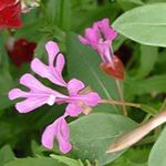 fotografie Clarkia, Floare Ghirlanda, Ghirlanda Munte , roz