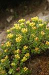 zdjęcie Ogrodowe Kwiaty Rhodiola , żółty