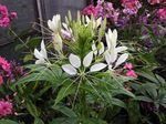 Photo Bláth Spider, Cosa Spider, Whiskers Sheanathar (Cleome), bán