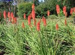 სურათი ბაღის ყვავილები Red Hot Poker, ლამპარი ლილი, Tritoma (Kniphofia), წითელი