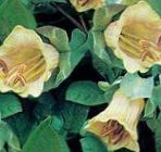 Nuotrauka Sodo Gėlės Katedros Varpai, Puodelis Ir Lėkštutė Augalų, Puodelis Ir Lėkštutė Vynmedis (Cobaea scandens), geltonas