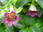 fotografie Zahradní květiny Kapota Zvonek (Codonopsis), růžový