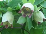fotografie Zahradní květiny Kapota Zvonek (Codonopsis), zelená