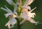 Фото Садовые Цветы Кокушник (Gymnadenia), белый