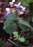 Фото Садові Квіти Коллінс (Collinsia), блакитний