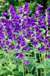 Фото Садовые Цветы Колокольчик высокорослый (Campanula), фиолетовый