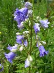 снимка Градински цветове Камбанка (Campanula), светло синьо
