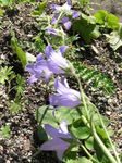 Bilde Hage blomster Campanula, Bellflower , syrin