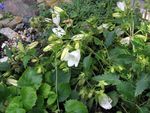 Bilde Hage blomster Campanula, Italiensk Bellflower , hvit