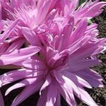 სურათი ბაღის ყვავილები ცრუ შემოდგომაზე Crocus, Showy Colchicum, შიშველი ქალბატონები, მდელოს ზაფრანა , ვარდისფერი