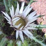 Bilde Hage blomster Stemless Modell (Carlina), hvit
