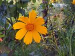 fotografie Záhradné kvety Lanceleaf Červenoočko, Tickseed Červenoočko (Coreopsis), oranžový