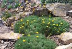 Nuotrauka Sodo Gėlės Cotula , geltonas