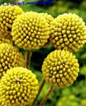Billy buttons 