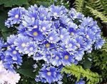 Foto Dārza Ziedi Floristu Cinerārija (Pericallis x hybrida), gaiši zils