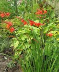 fotografie Zahradní květiny Crocosmia , červená