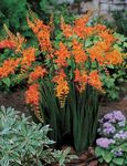 Photo les fleurs du jardin Crocosmia , orange