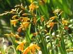 φωτογραφία Λουλούδια κήπου Crocosmia , κίτρινος
