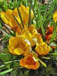 照 早期的藏红花，tommasini的藏红花，番红花雪，tommies (Crocus), 黄