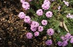 フォト 庭の花 石のクレス、aethionema , ピンク