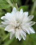 Foto Dārza Ziedi Mūžīga, Salmu Puķe, Strawflower, Papīrs Margrietiņa, Mūžīga Margrietiņa (Xeranthemum), balts