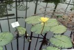 Фото Садовые Цветы Кувшинка (Водяная лилия) (Nymphaea), желтый