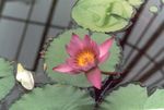 სურათი ბაღის ყვავილები წყლის შროშანი (Nymphaea), ვარდისფერი