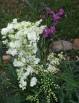 照 园林花卉 绣线菊，芹菜 (Filipendula), 白
