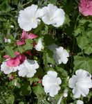 Photo Garden Flowers Annual Mallow, Rose Mallow, Royal Mallow, Regal Mallow (Lavatera trimestris), white