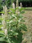 Fil Trädgårdsblommor Amerikan Pokeweed, Inkberry, Pidgeonberry (Phytolacca americana), vit