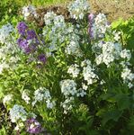 フォト 庭の花 ヤマトナデシコ七変化、cheiranthus , ホワイト