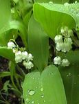 fénykép Gyöngyvirág, Esetleg Harangok, A Hölgy Könnyei (Convallaria), fehér